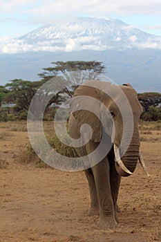 Kilimanjaro Elephant