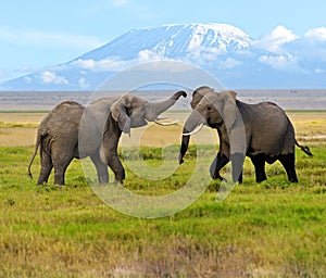 Kilimanjaro elephants