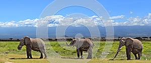 Kilimanjaro elephants