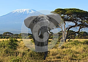 Kilimanjaro elephants