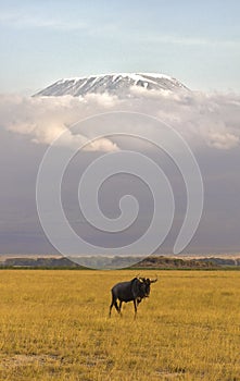 Kilimanjaro and Gnu