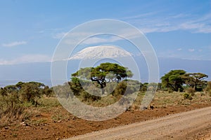 Kilimanjaro highest mountain in Africa view fron road