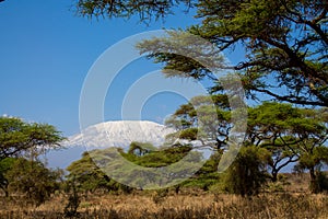 Kilimanjaro highest mountain in Africa view between trees