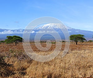 The mighty Mount Kilimanjaro with grassland in foreground between 2 acacia trees. Kenya Africa