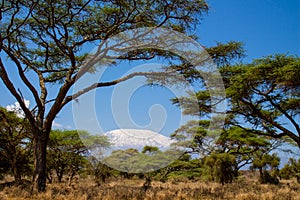 Kilimanjaro landscape