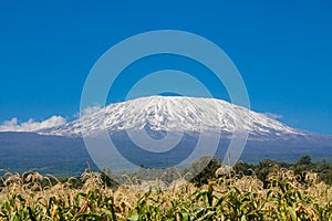 Kilimanjaro mountain, Africa, Tanzania and Kenya border Amboseli national park