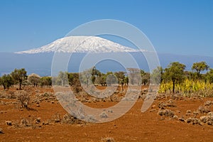 Kilimanjaro mountain in Africa view from Amboseli