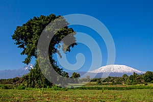 Kilimanjaro mountain and big tree