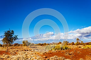 Kilimanjaro mountain from Kenya and savanna view