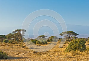 Kilimanjaro mountain at the sunrise