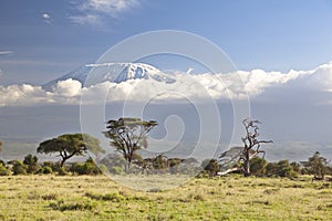 Kilimanjaro with snow cap