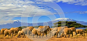 Kilimanjaro Tanzania African Elephants Safari Kenya photo