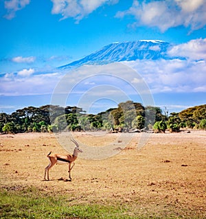 Kilimanjaro and thomson`s gazelle in Kenya savanna