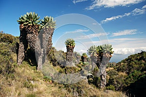 Kilimanjaro Trees