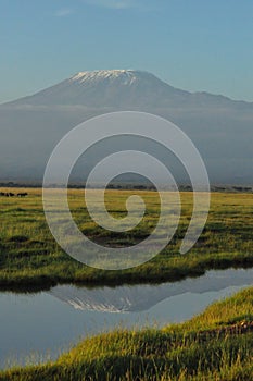 Kilimanjaro view at Ambosoli national park , reflection of mountain on water