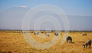 Kilimanjaro with Zebras