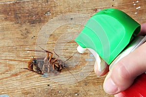 Kill cockroach with pest exterminator