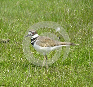 Killdeer 1