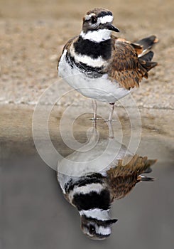 Killdeer photo