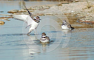 Killdeer