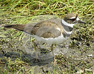 Killdeer 2 photo