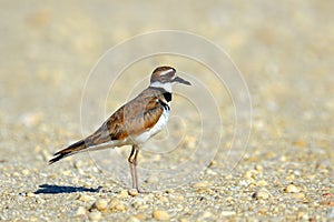 Killdeer photo