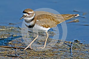 Killdeer photo