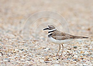 Killdeer