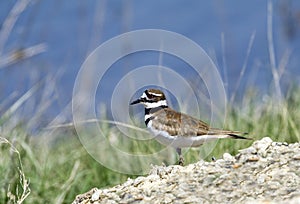 Killdeer photo