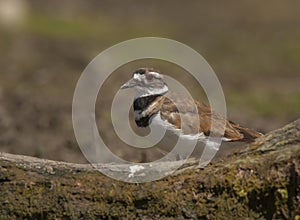 Killdeer