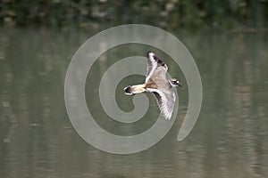 Killdeer photo