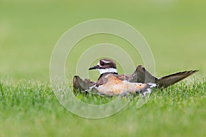 Killdeer Act