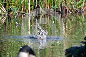 A killdeer bathing in the shallow.