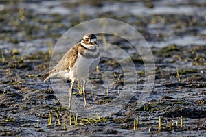 killdeer bird baby