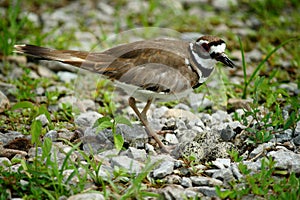 Killdeer Bird With Eggs