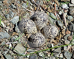 Killdeer bird eggs in nest