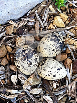 3 Killdeer bird Eggs