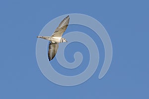 Killdeer Plover Bird in Flight