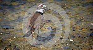 Killdeer bird on ground