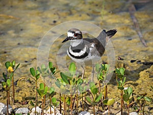 Killdeer bird on ground