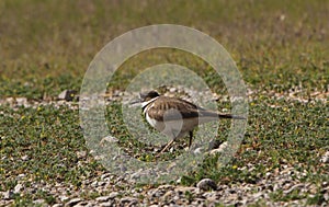 Killdeer Bird Guarding Nest of Eggs on Ground