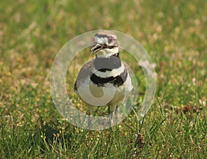 Killdeer Bird