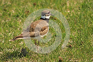 Killdeer Bird