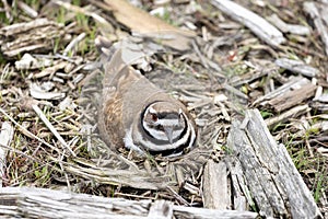 Killdeer bird nest