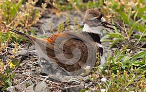 Killdeer bird sitting on nest with young