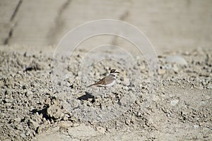 A killdeer bird standing in a pile of dried dirt