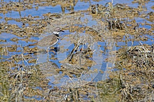 Killdeer Bird in Swamps