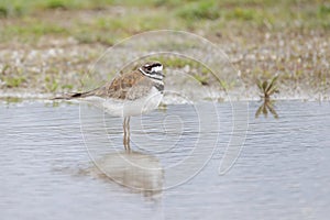Killdeer bird