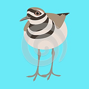 Killdeer bird vector illustration flat style front