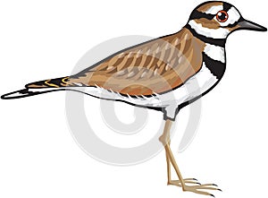 Killdeer bird vector illustration simplified drawing design file photo